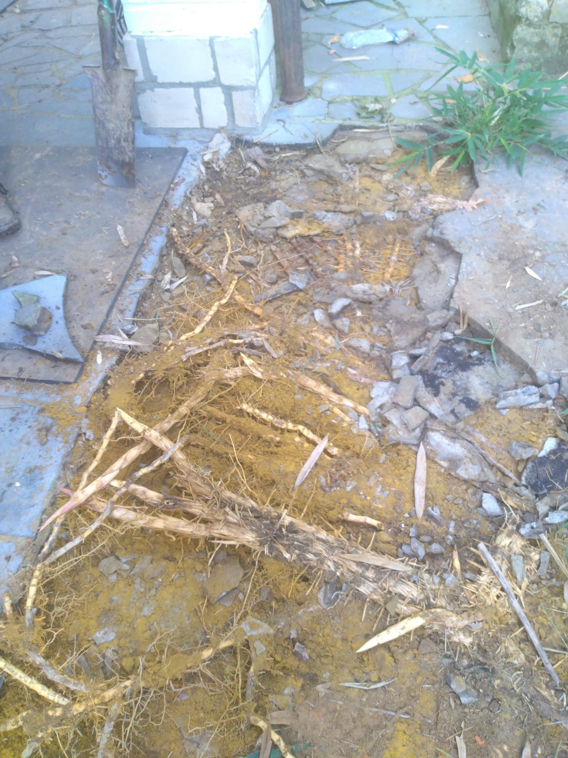 lardibois - élimination de rhizomes de bambous sous une terrasse